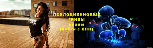 стаф Алзамай
